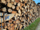 Waldgesetz: Breites Angebot an Forstdienstleistungen bleibt erhalten
